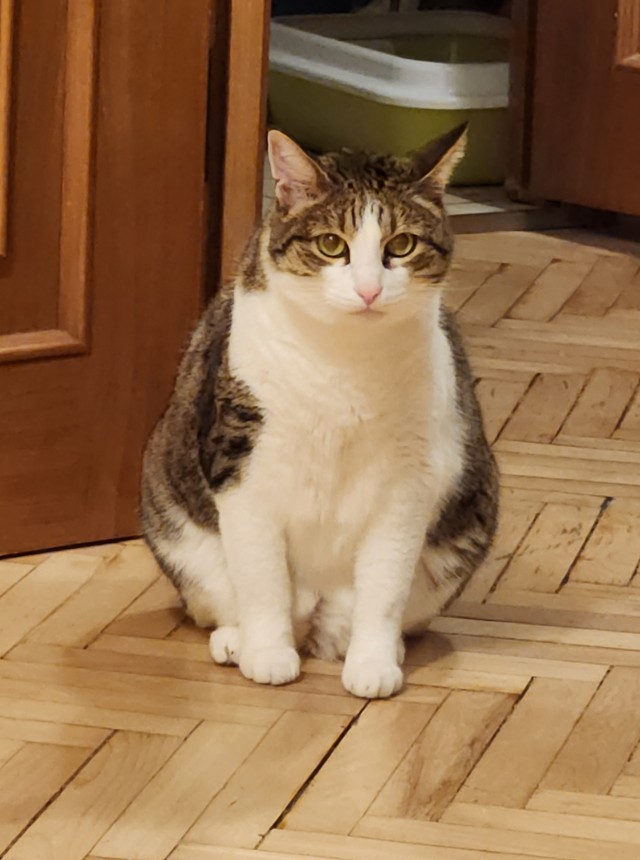 Жизнь с котом в одной картинке
