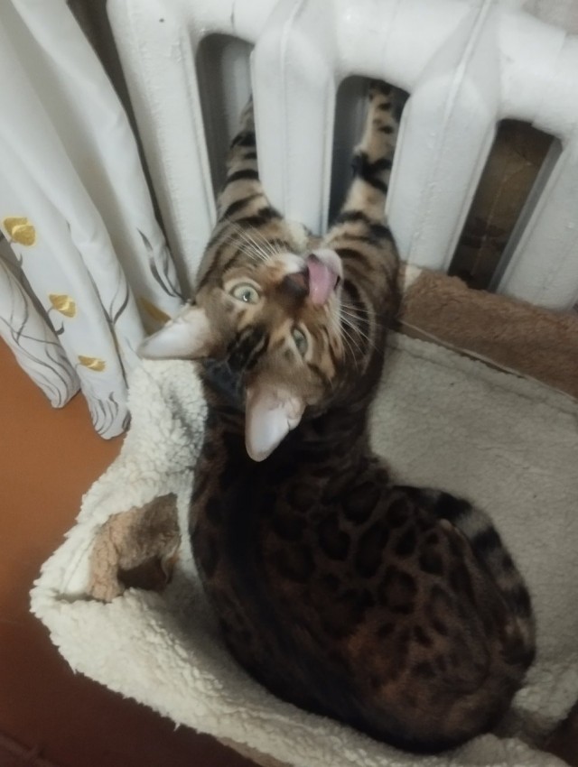 С Котовторником!