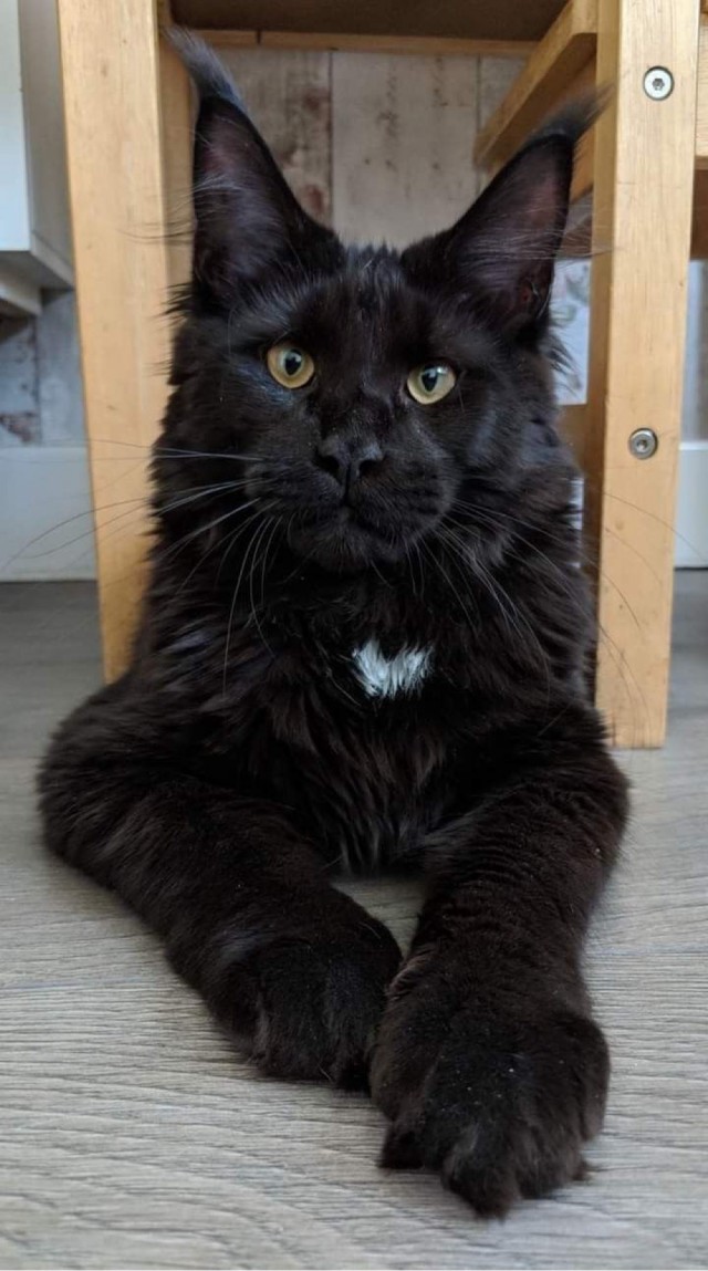 Котовторник! Успел!)