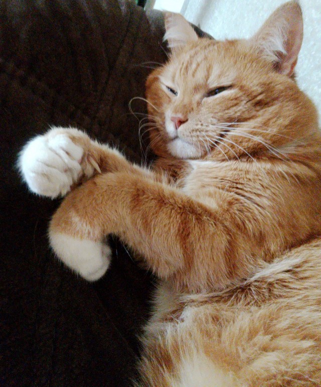 Спящий кот