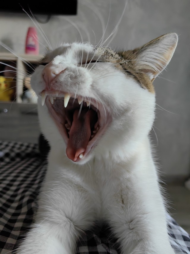 Котовторник