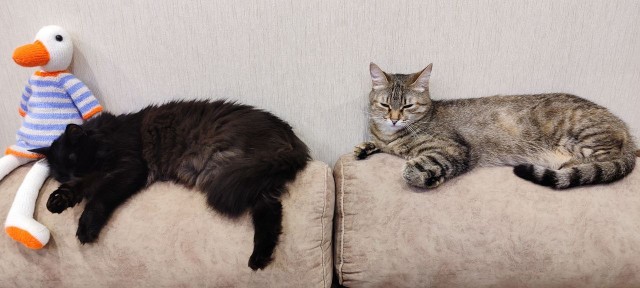 Когда кот смотрит в окно и не реагирует — это знак, который нельзя игнорировать
