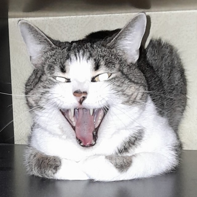 Моя жена не умеет фоткать кота
