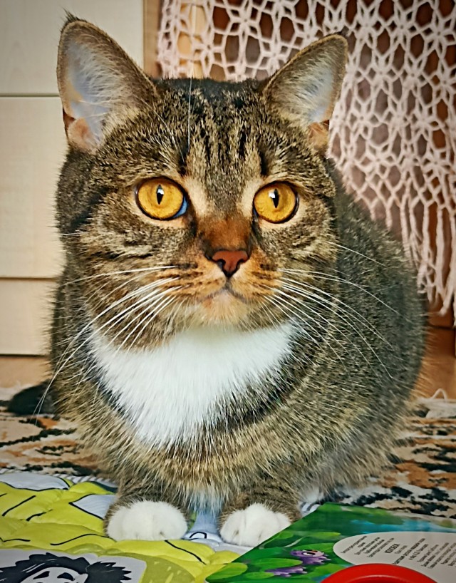 Котовторник скоро.