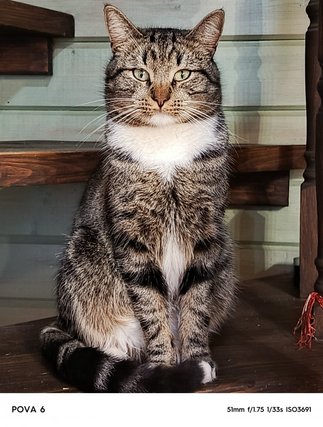 С котовторником!