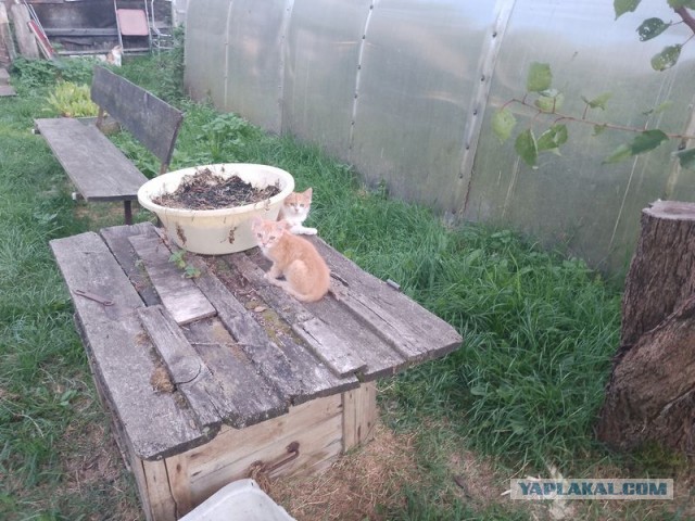 Жизнь домашнего приюта для котеек 557