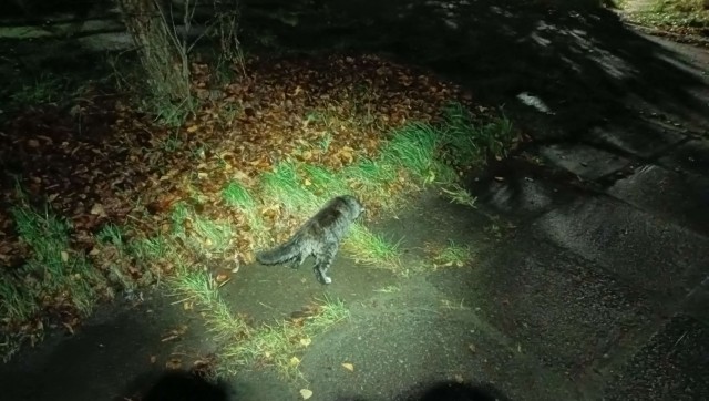 Клуб говорунов (литературный)