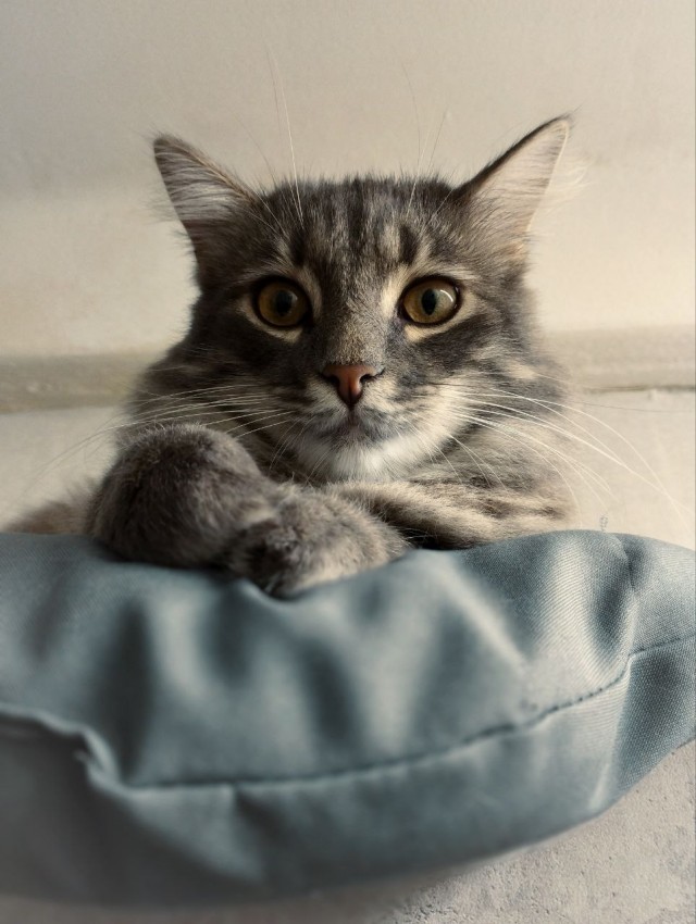 Кот лежебока