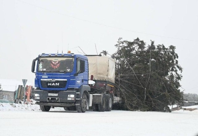 Администрация Енисейска нарастила новогоднюю ёлку ветками от других деревьев