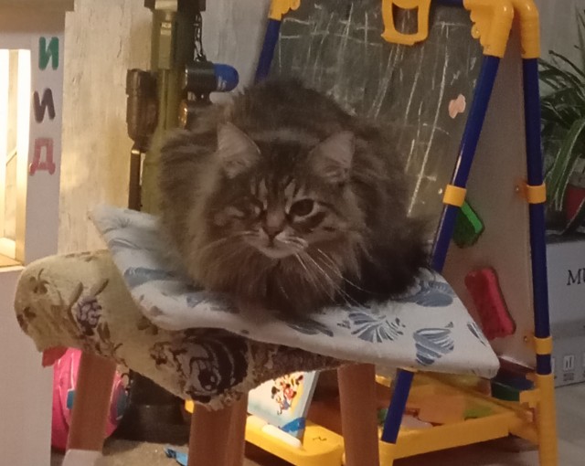 Котовторник же!