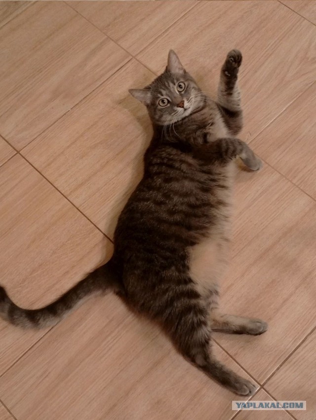 Спасение котят, не забугорное