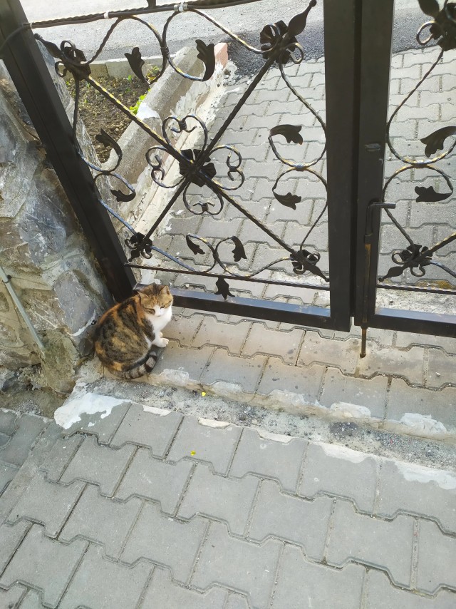 Рандомных фото котов тред