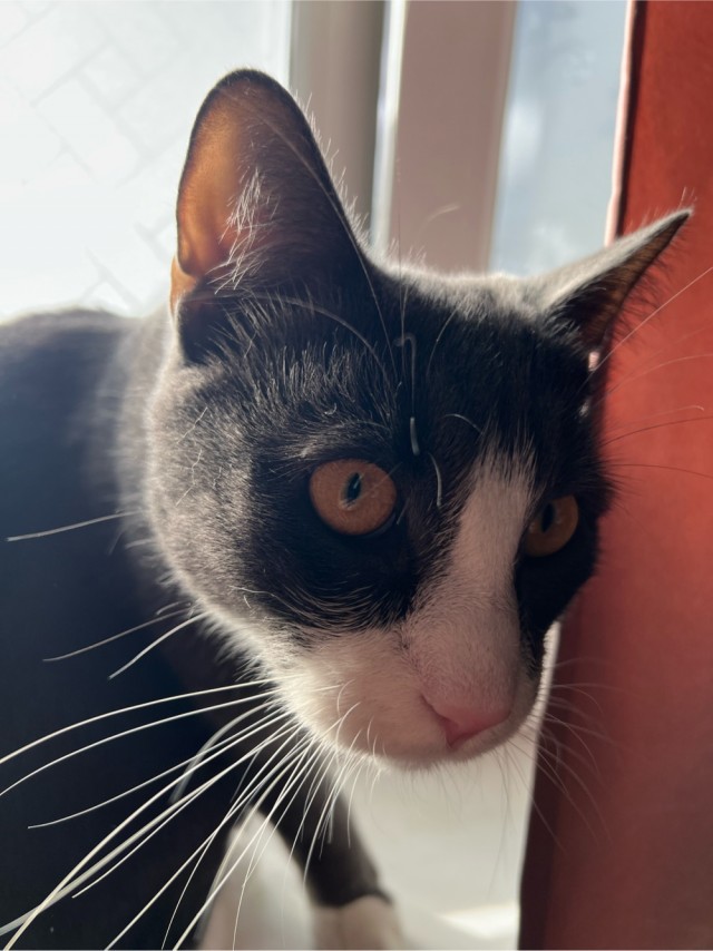 С котовторником!