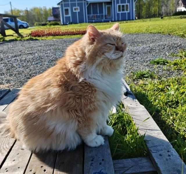 Котовторник