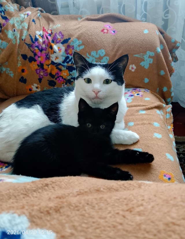 С котовторником!