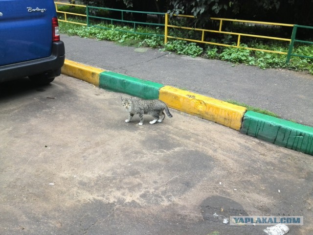 Котовторник  30.07.2013