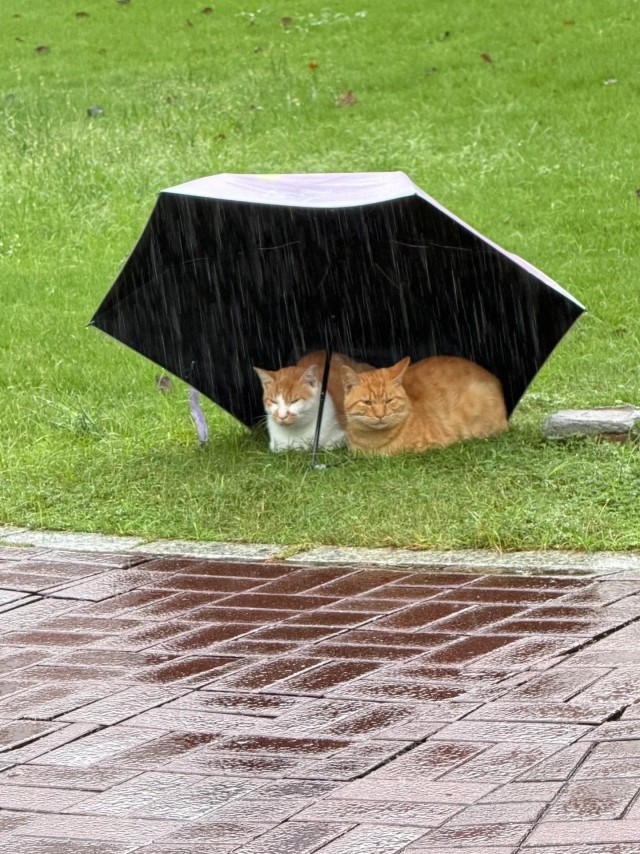 Осенний вайб (котовторник)