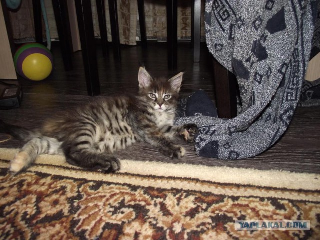 Дом для кошки.