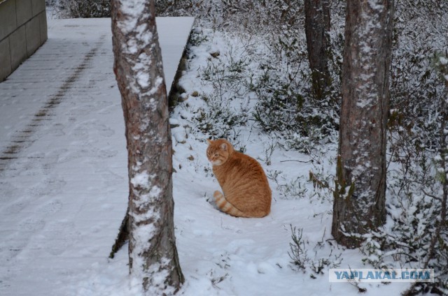 Котовторник 4.02.2014