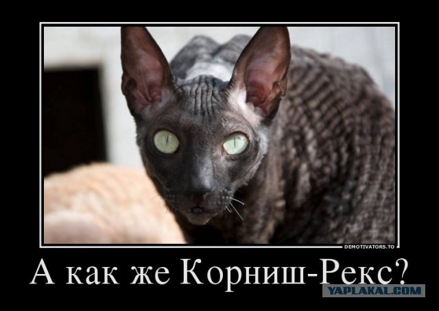 Породы кошек. Часть 1