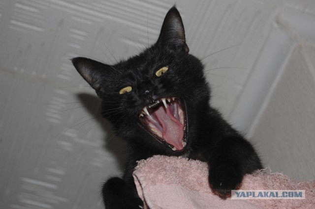 Котовторник  25.03.2014