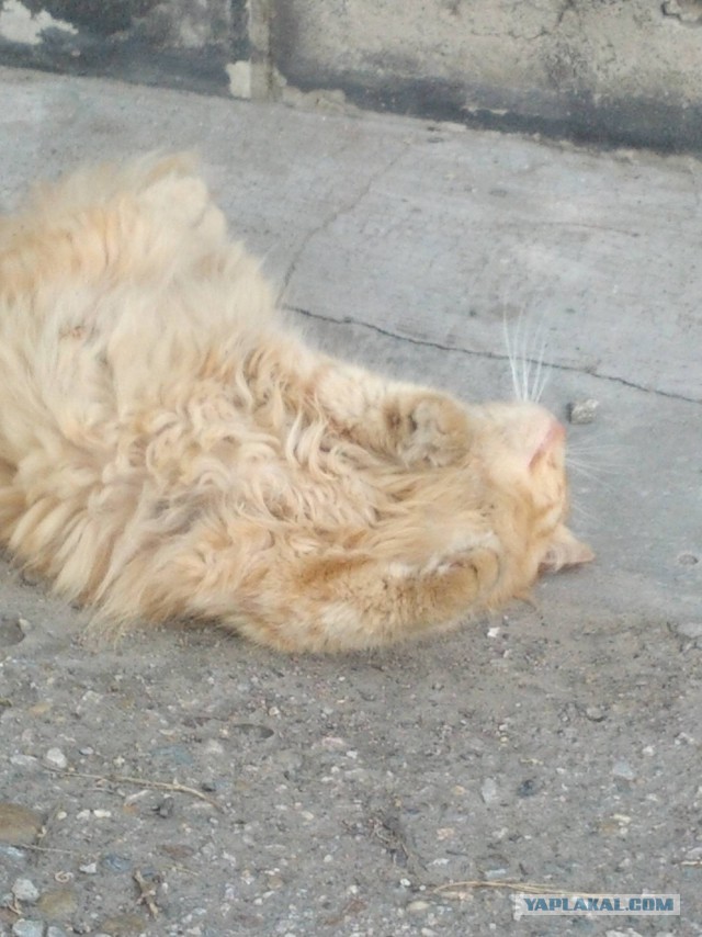 Котовторник  08.07.2014