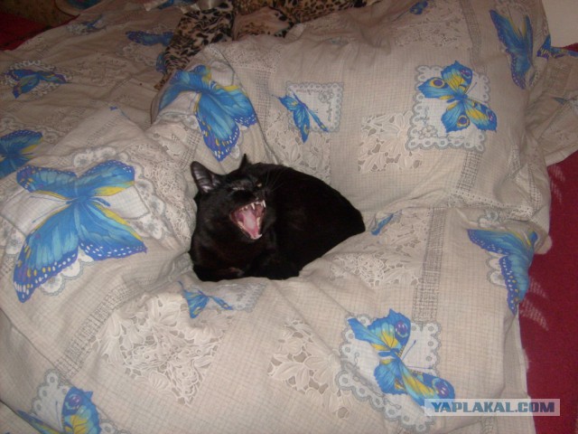 А у тебя есть фото твоей зевающей котейки ?