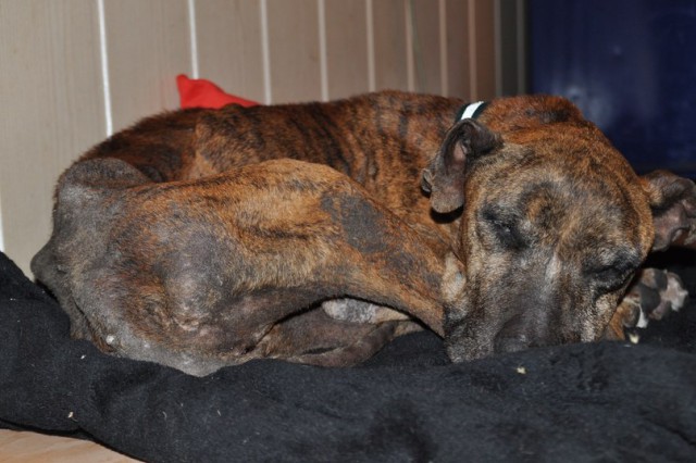 История спасения собаки