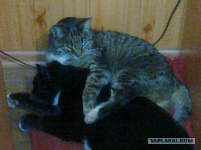 Котовторник 12.08.2014