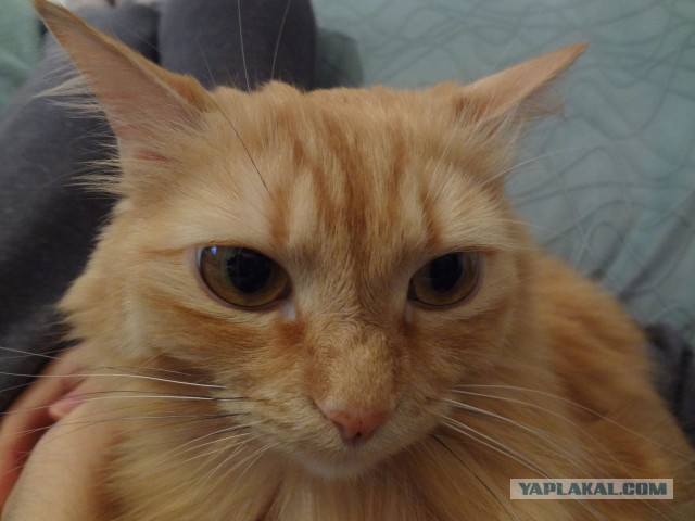 Котовторник 26.08.14.
