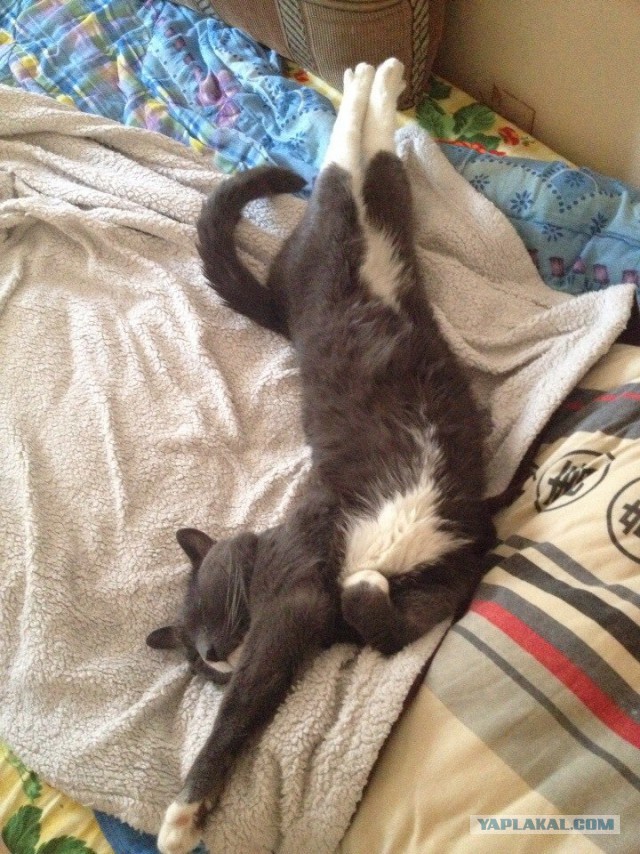 Котовторник 26.08.14.