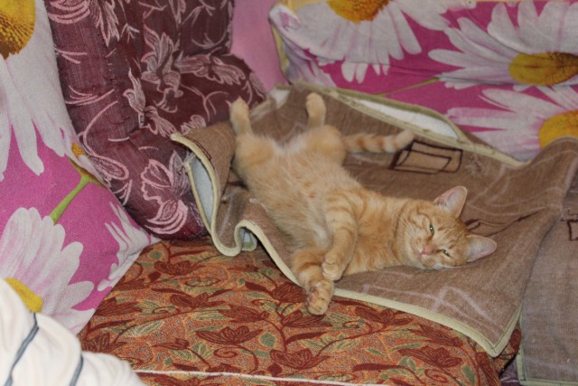Котовторник 09.09.2014