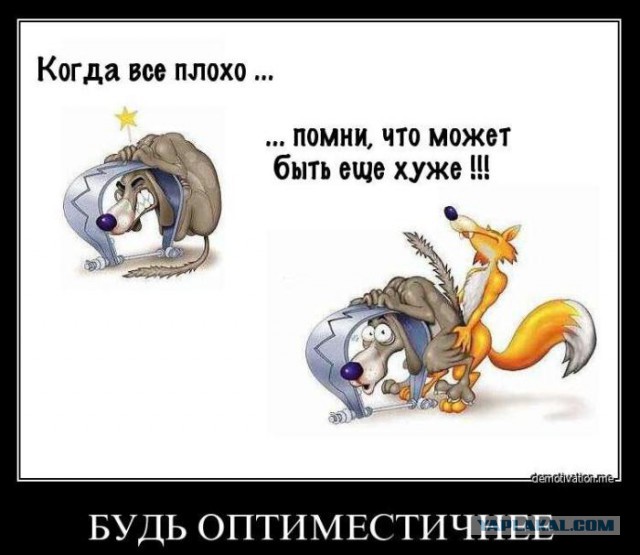По стопам Винни-Пуха: 22 застрявших зверя