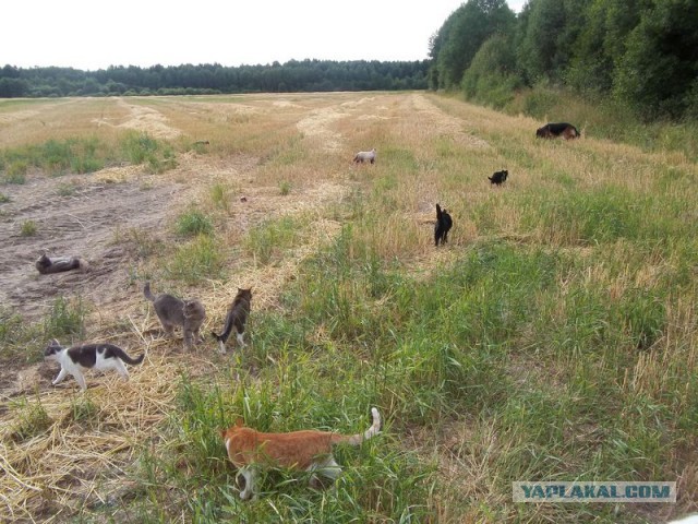Жизнь домашнего приюта для котеек 70