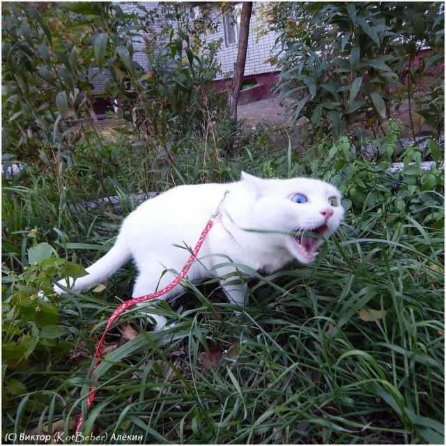 Котовторник 13.10.2015
