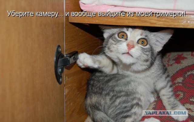Не бойтесь за кота - он прячется
