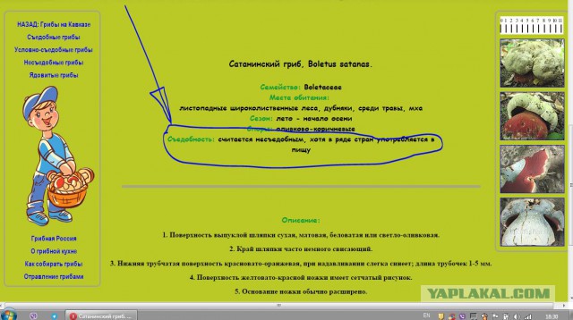 Грибалка