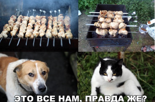 Мой кот, мои правила!
