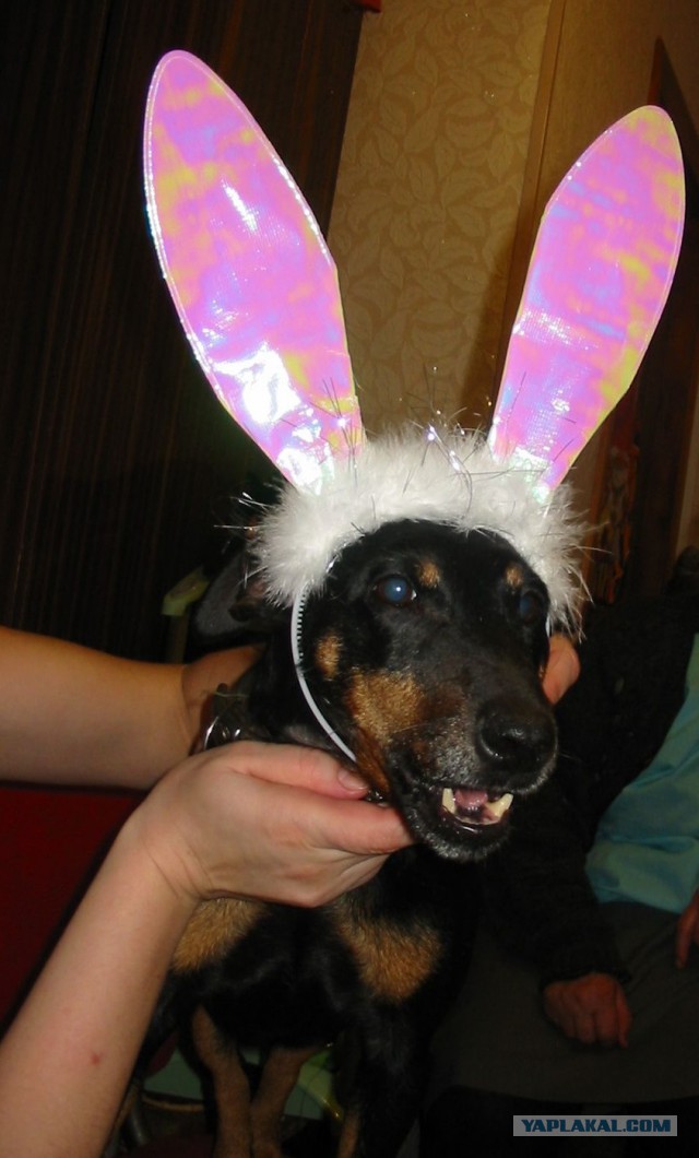 Крайне позитивная фотосессия беременной собаки, которой позавидует любая беременная мама