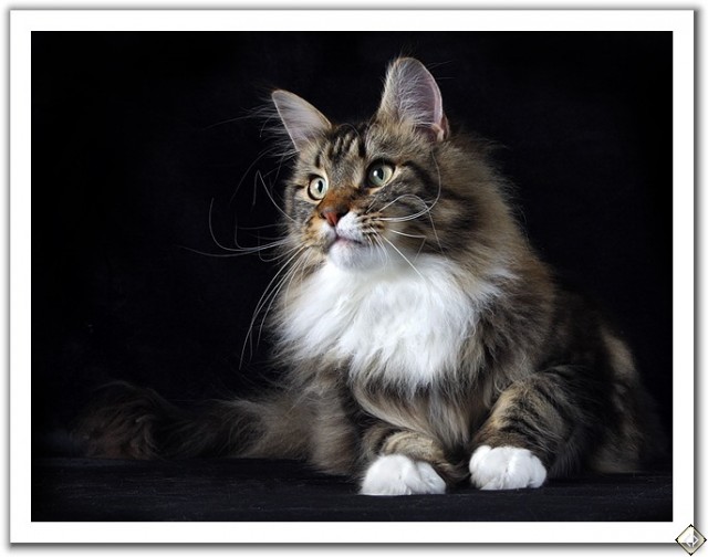 Вторничные кошаки