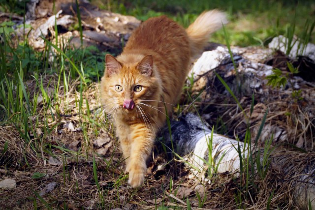 Домашние коты на природе