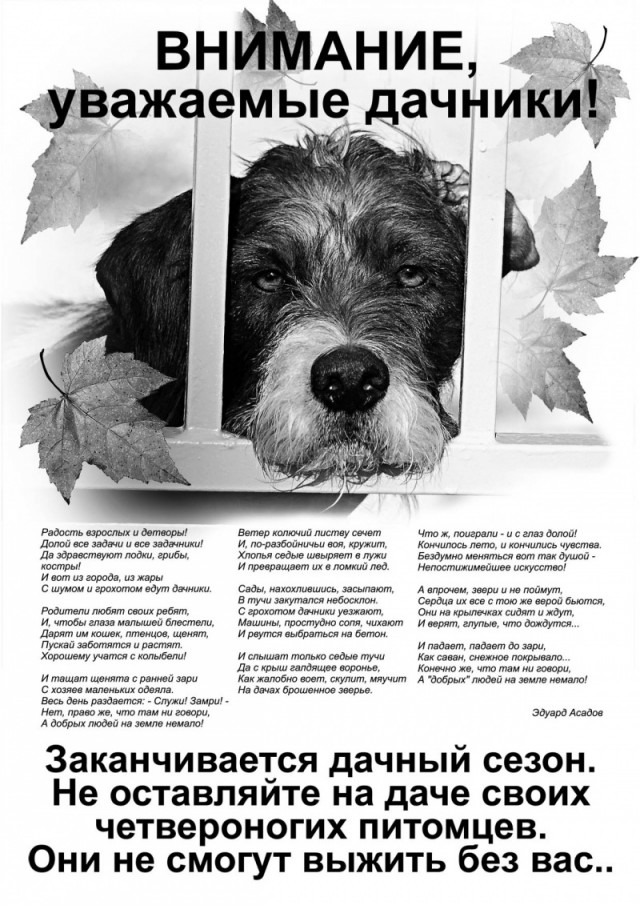 А вы забрали своих питомцев с дачи?