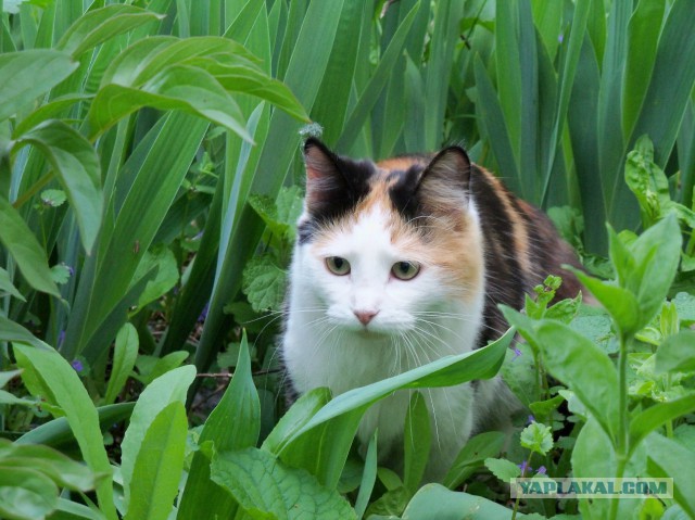 Котовторник  14.02.2017