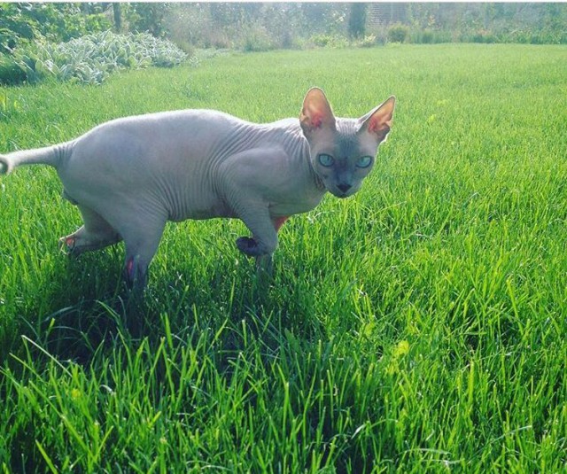 Коты и Кошки