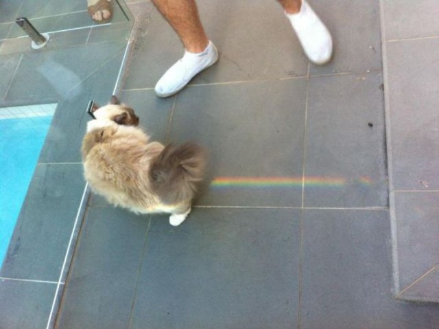 Коты и Кошки