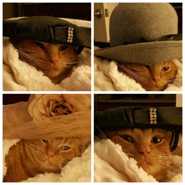 Коты и Кошки