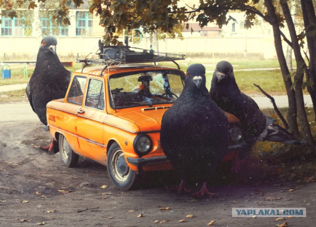 Голуби на балконе