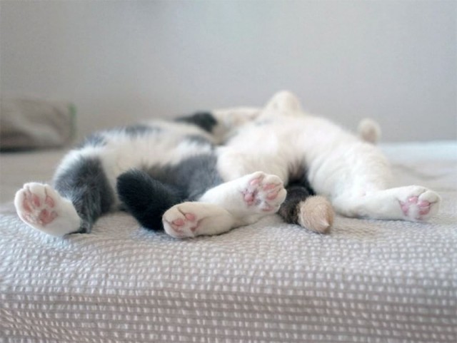 Коты и Кошки