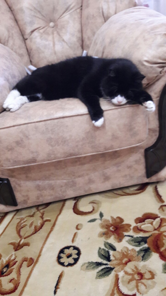 Котовторник 22.08.2017 г.