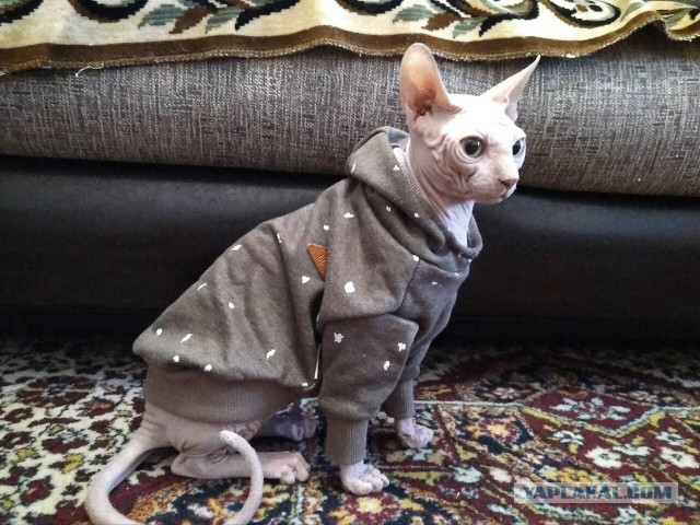 Котята моей кошки (коротенькое видео).